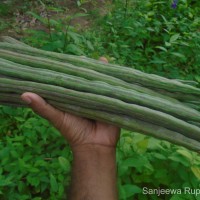 Moringa oleifera Lam.